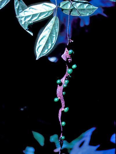 Vitis vinifera (Grape) leaf wax 6