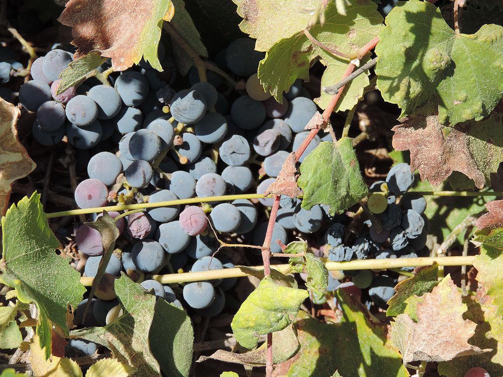 Vitis vinifera (Grape) shoot extract 2