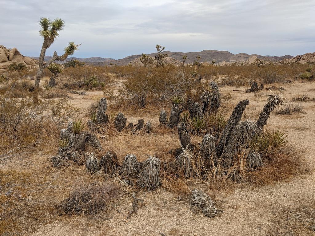 Yucca Schidigera Extract 1