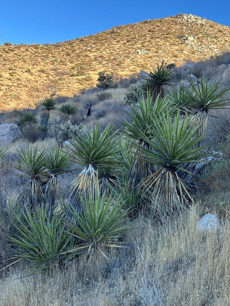 Yucca Schidigera Extract 3
