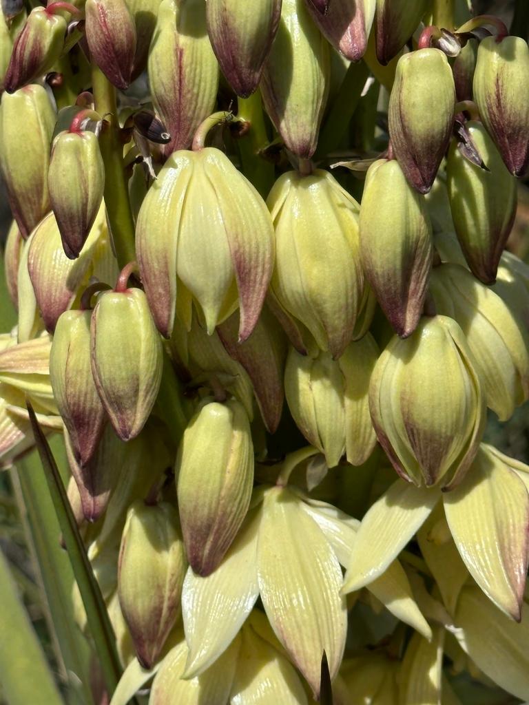 Yucca Schidigera Extract 4