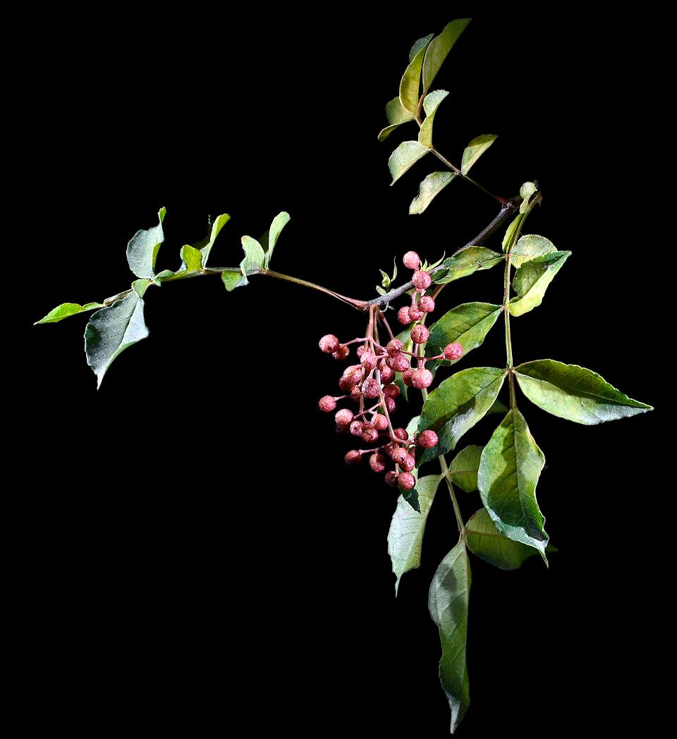 Zanthoxylum piperitum peel extract 1