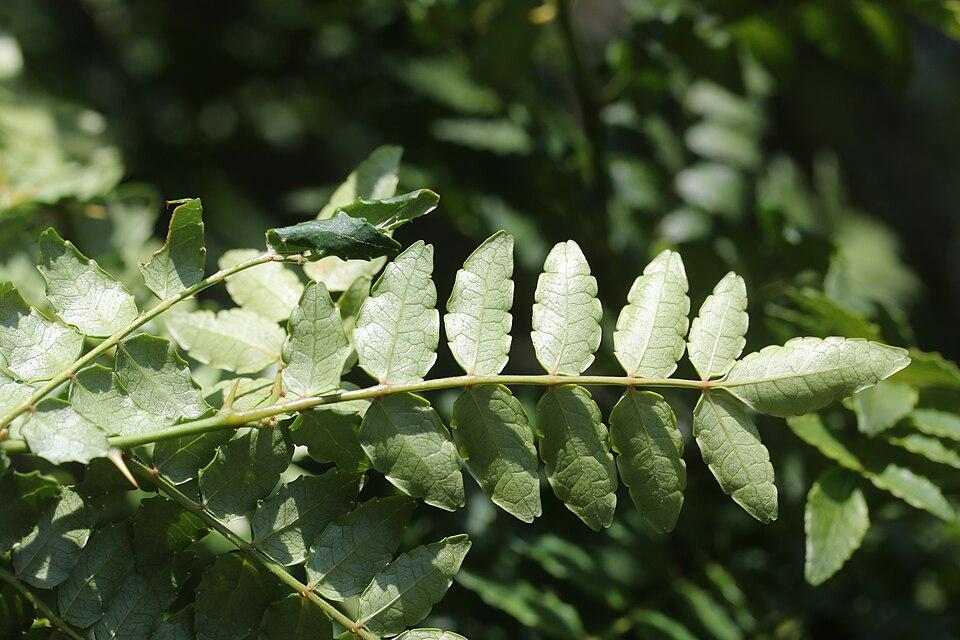 Zanthoxylum piperitum peel water 3