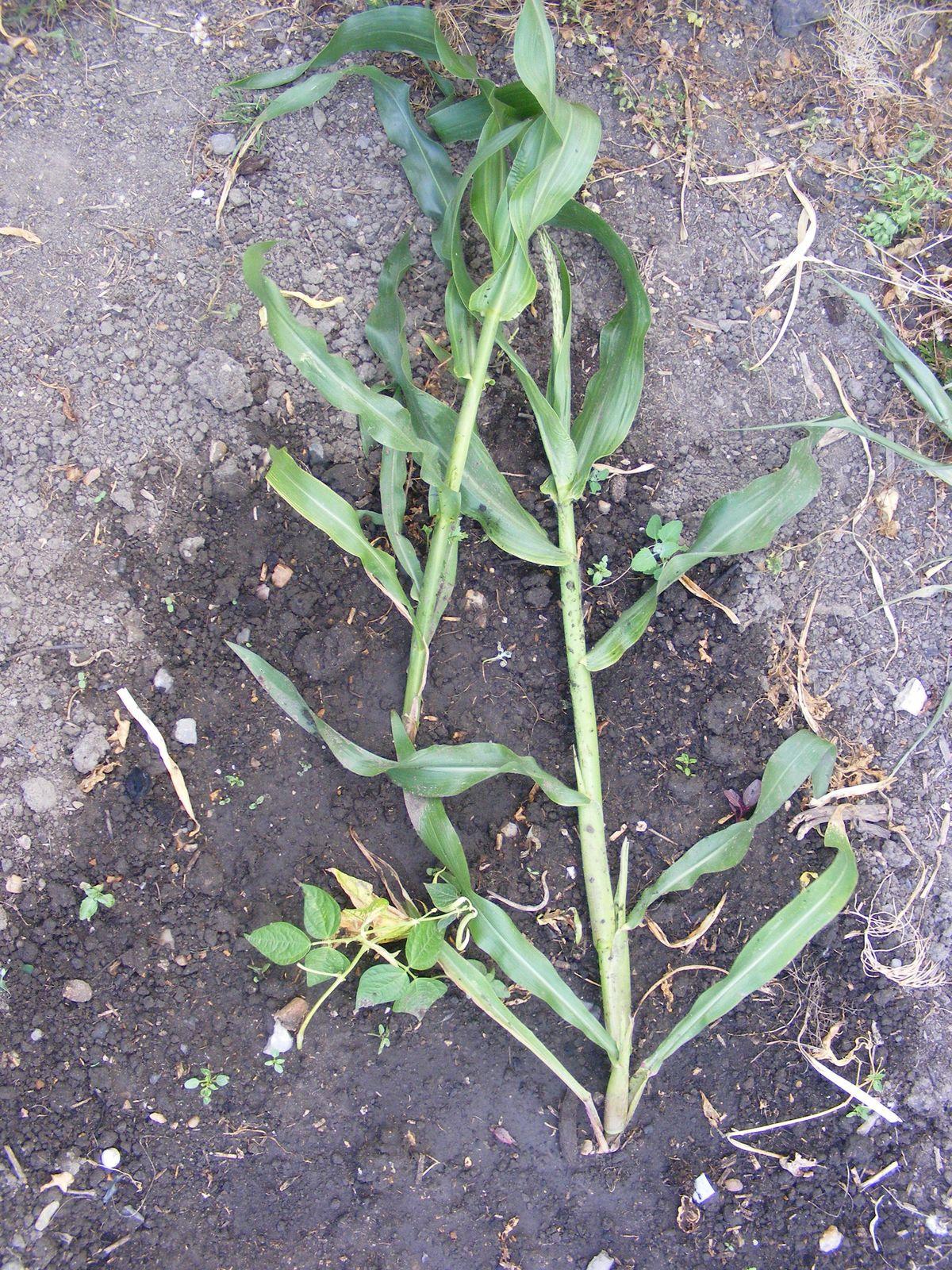 Zea mays (Corn) fruit 2