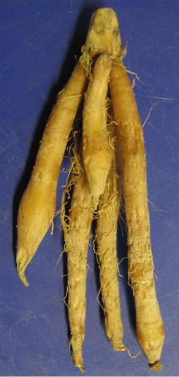 Zingiber officinale (Ginger) rhizome extract 9